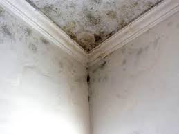 Why You Should Choose Our Mold Remediation Services in Gardnerville, NV